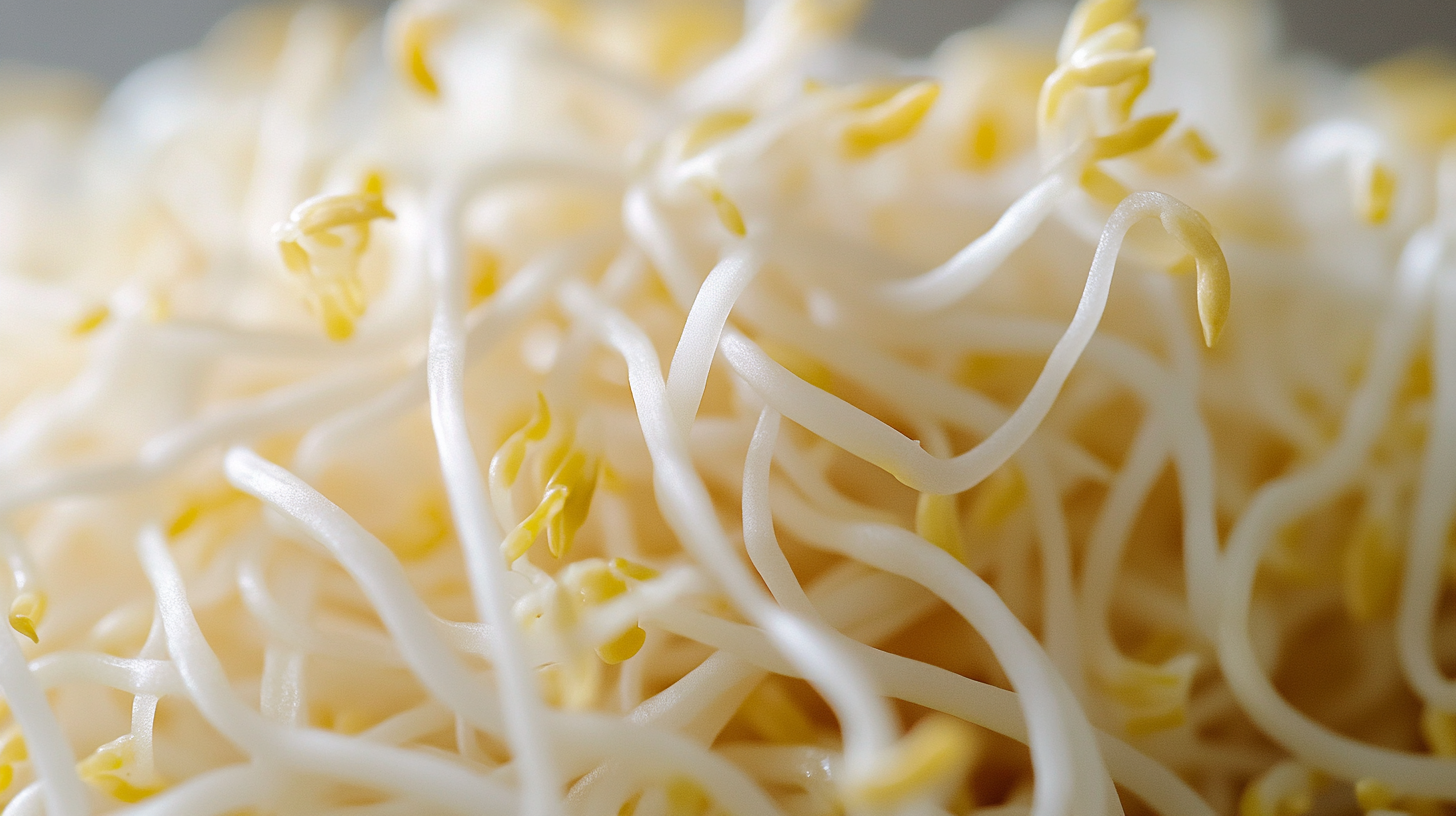 Bean Sprouts